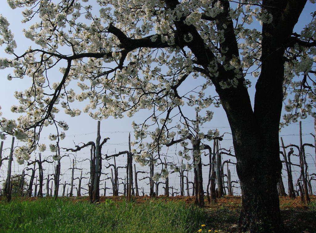 Agriturismo Domus Rustica Cormòns Екстериор снимка